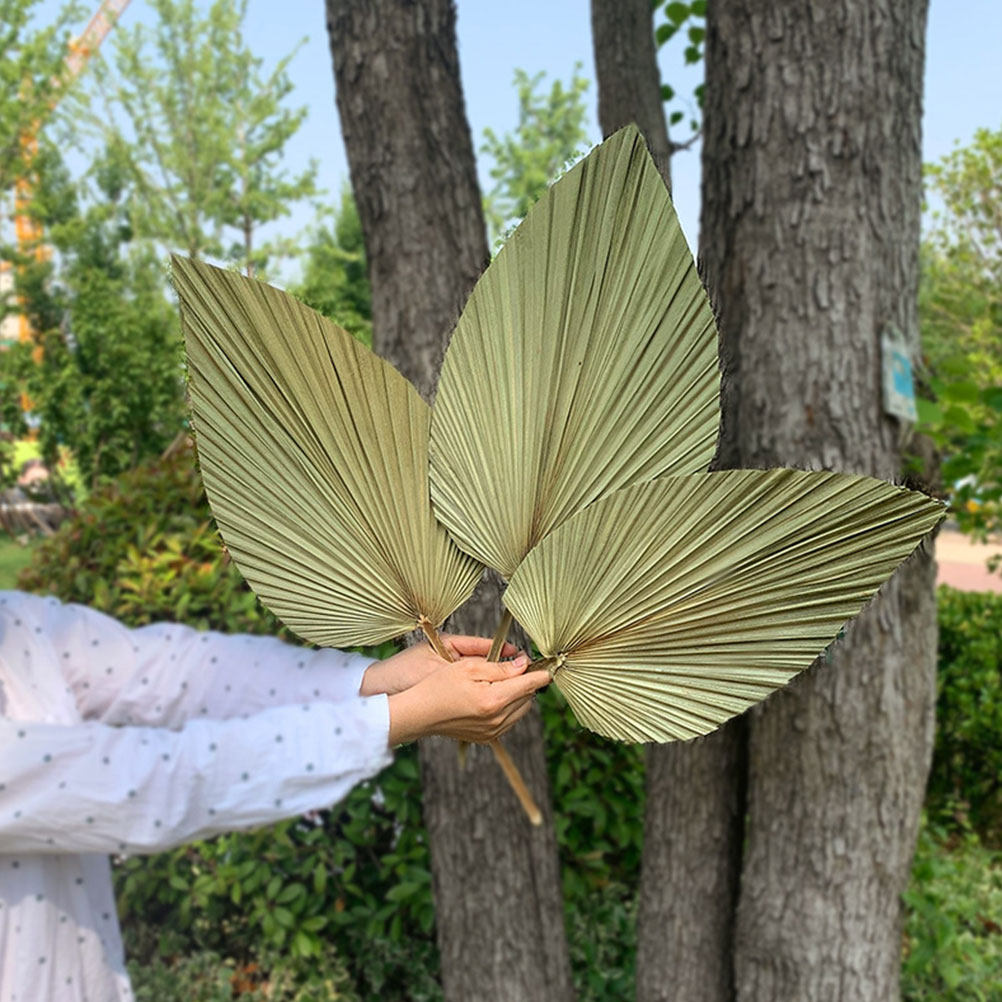Palm Leaf Dried - 1Pcs Natural Dried Palm Leaf Decor