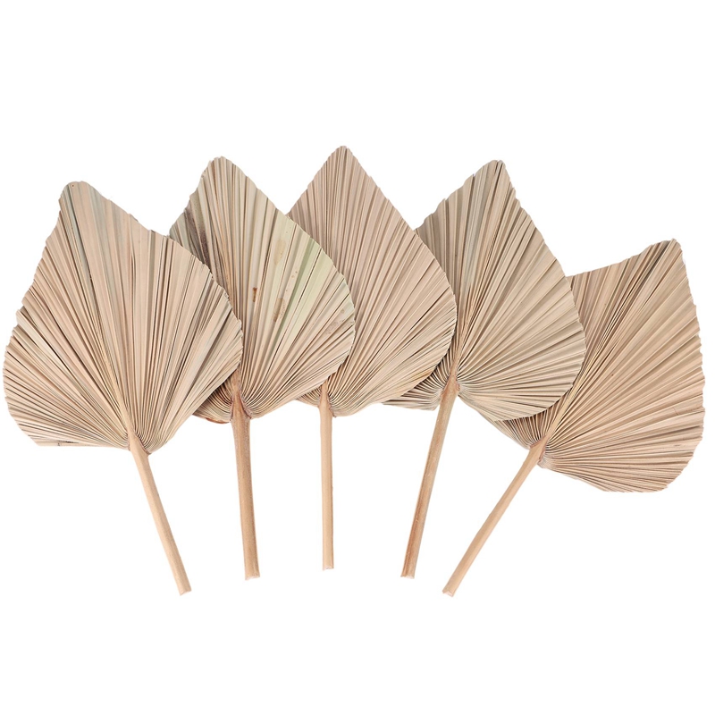 5 Pieces Natural Dried Palm Le – обзор и цена Palm Leaf Dried