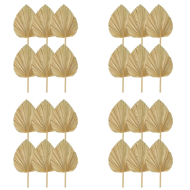 24PCS Dried Palm Leaves Natura – обзор и цена Palm Leaf Dried