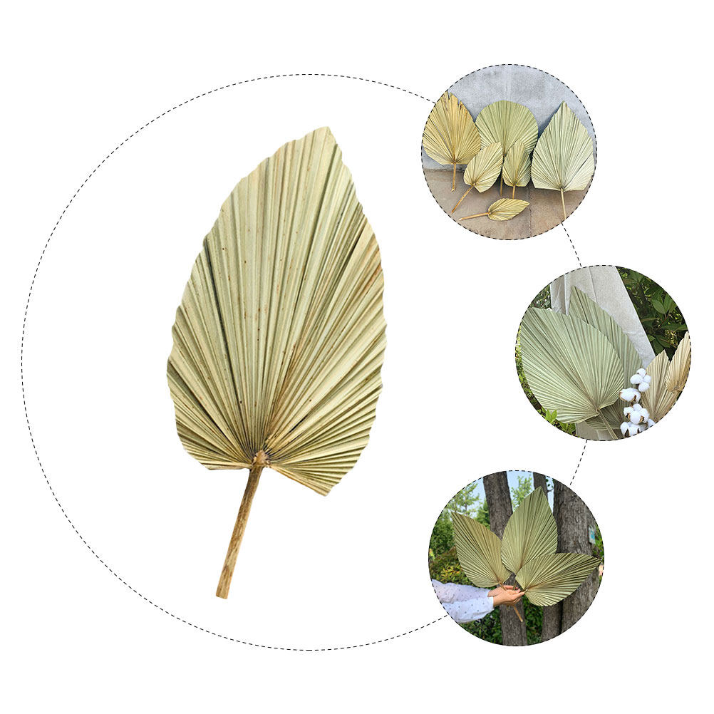 1Pcs Natural Dried Palm Leaf D – обзор и цена Palm Leaf Dried