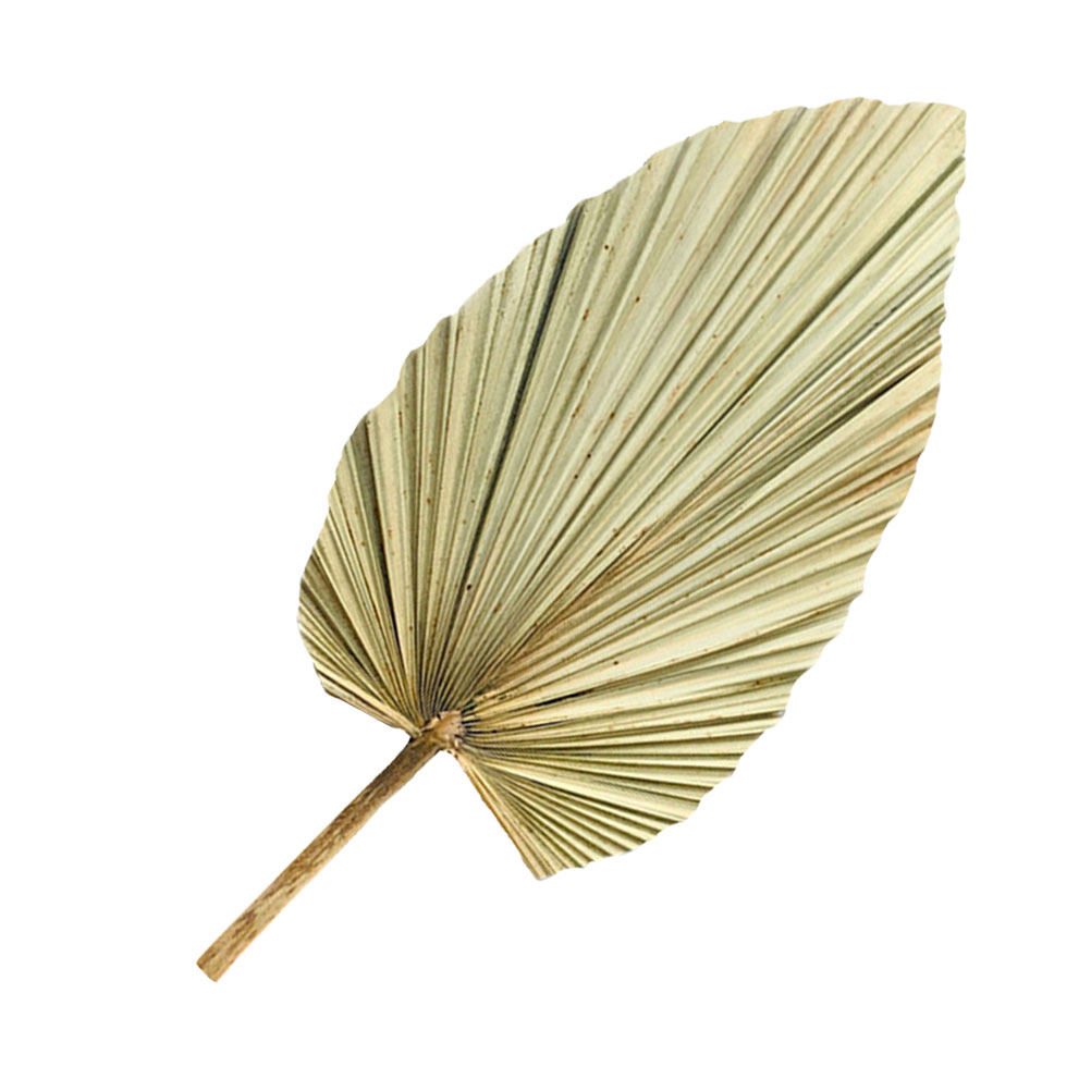 1Pcs Natural Dried Palm Leaf D – обзор и цена Palm Leaf Dried