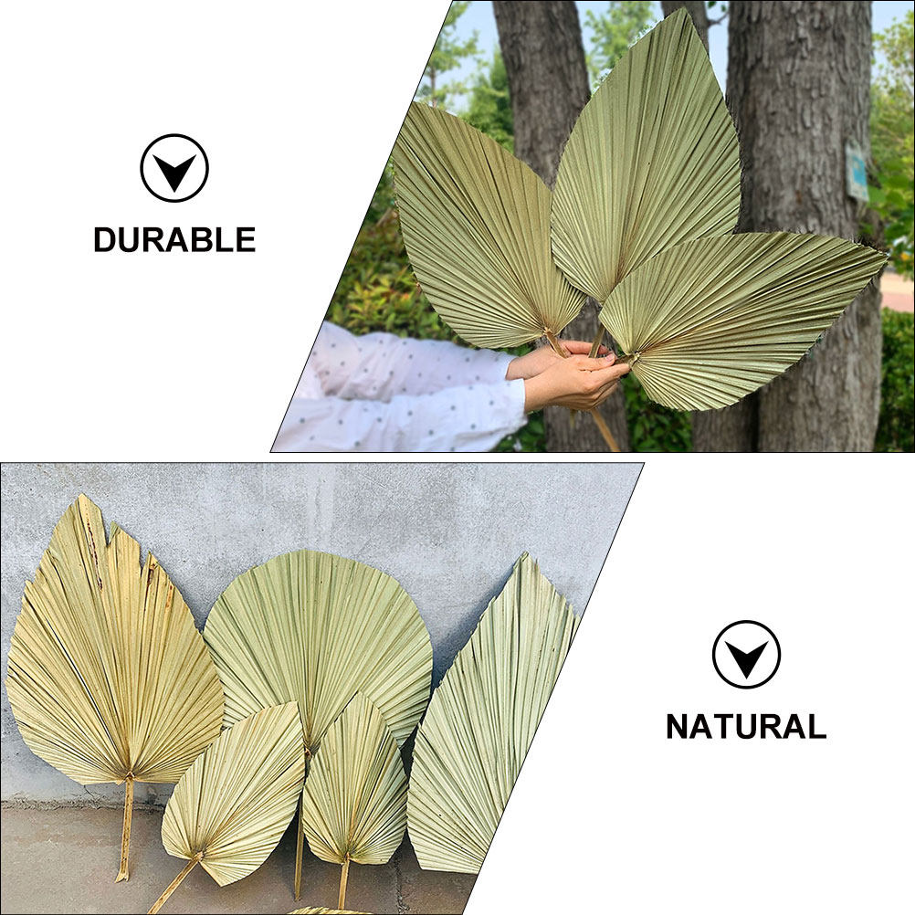 1Pcs Natural Dried Palm Leaf D – обзор и цена Palm Leaf Dried