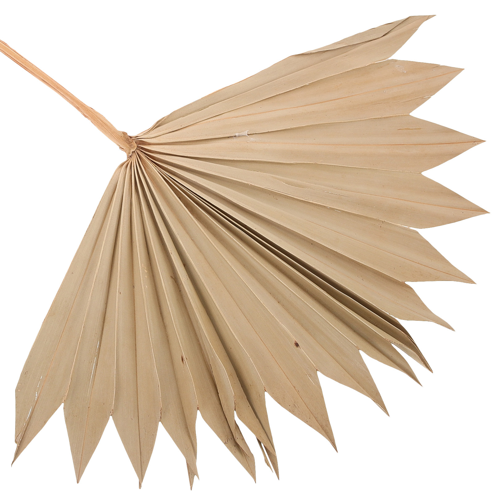 4Pcs Natural Dried Palm Leaf F – обзор и цена Palm Leaf Dried