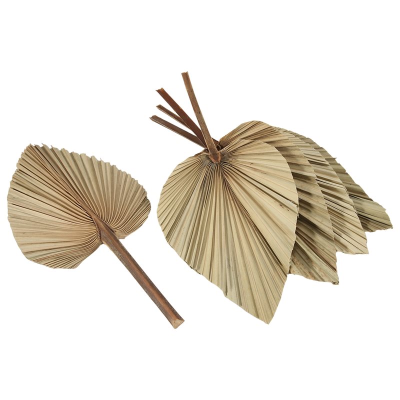 SEWS-5Pcs Natural Dried Palm L – обзор и цена Palm Leaf Dried